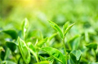 Galusan epigalokatechiny (EGCG)